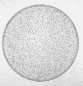 SMD1163 chemically Yeast Express Competent Cells
